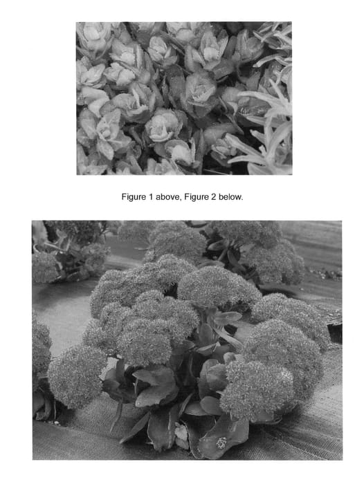 Figure 1 of US plant patent PP22826, the photograph of Birthday Party printed in the patent.