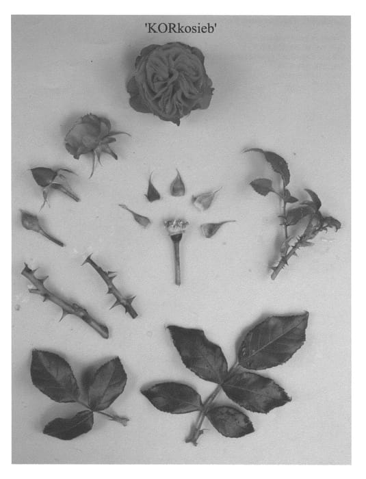 Figure 1 of US plant patent PP22827, the photograph of KORkosieb printed in the patent.