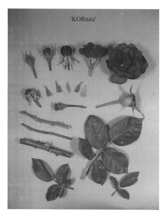 Figure 1 of US plant patent PP22828, the photograph of KORtutu printed in the patent.