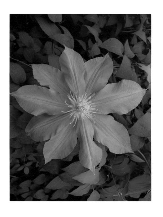 Figure 1 of US plant patent PP22829, the photograph of Andrew VanLaeken printed in the patent.