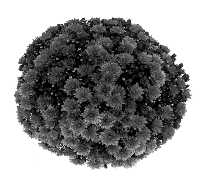 Figure 1 of US plant patent PP22830, the photograph of Pomona Purple printed in the patent.