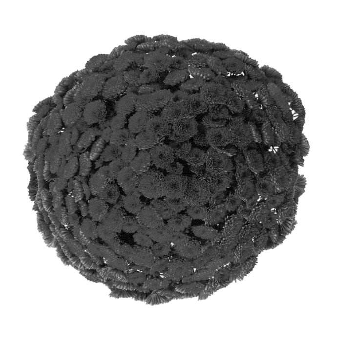 Figure 1 of US plant patent PP22831, the photograph of Adiva Purple printed in the patent.