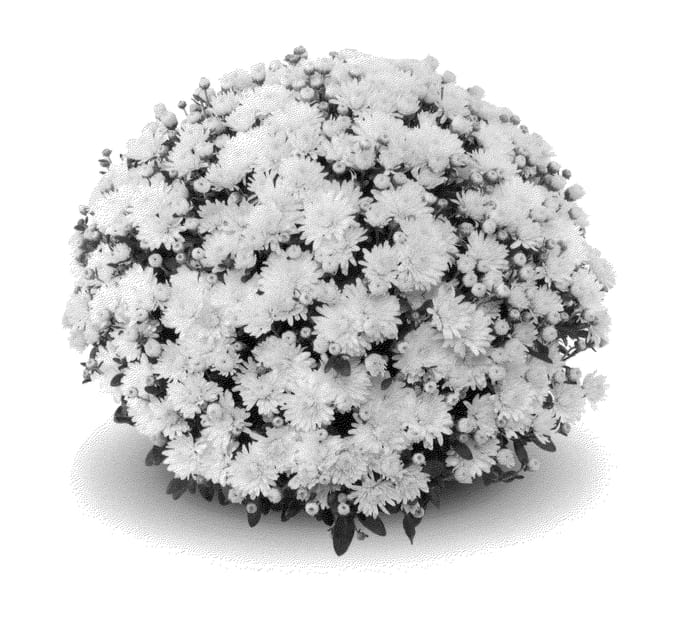 Figure 1 of US plant patent PP22833, the photograph of Amiko White printed in the patent.