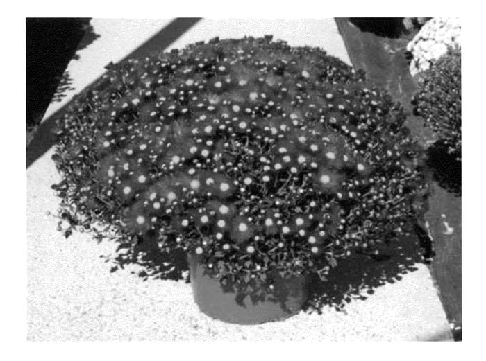 Figure 1 of US plant patent PP22835, the photograph of Syeda Redda printed in the patent.