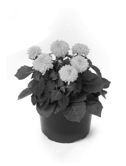 Figure 1 of US plant patent PP22836, the photograph of Bkdapyl printed in the patent.