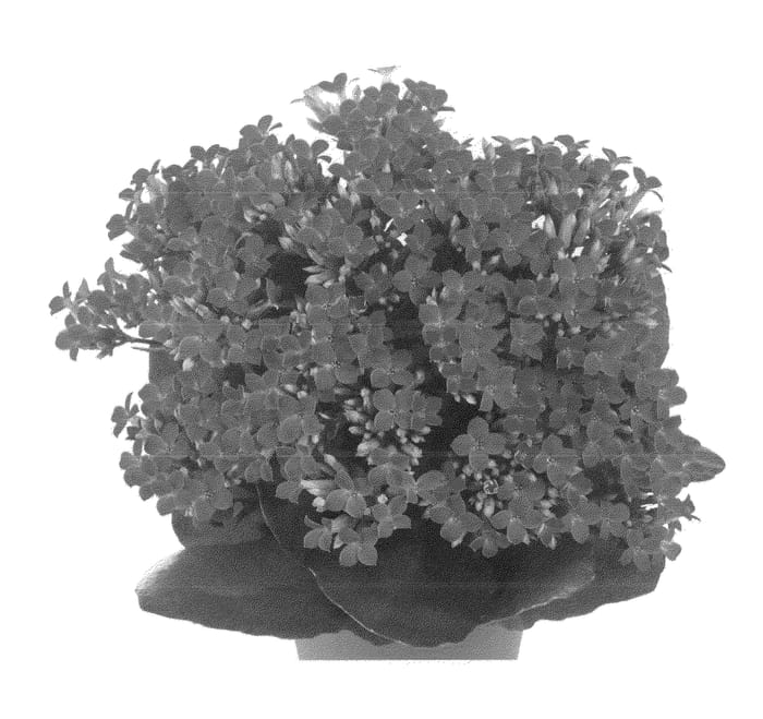 Figure 1 of US plant patent PP22837, the photograph of Fikalmilar printed in the patent.
