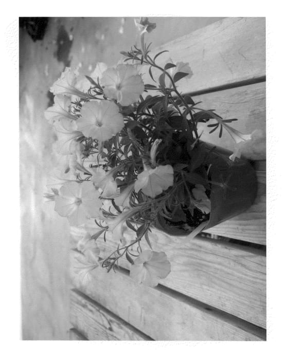 Figure 1 of US plant patent PP22839, the photograph of Keisurfhopises printed in the patent.