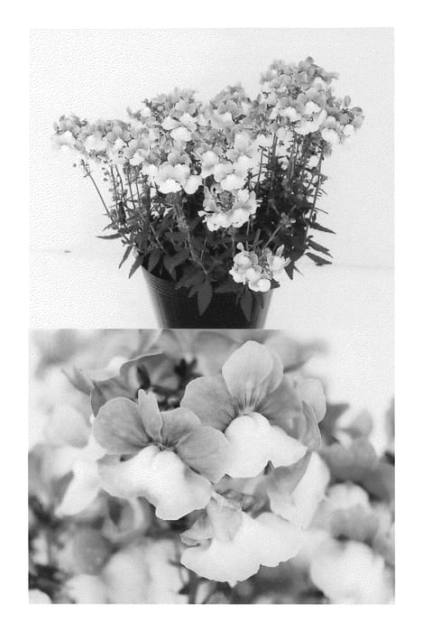 Figure 1 of US plant patent PP22840, the photograph of Sunjonbuho printed in the patent.