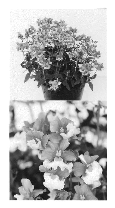 Figure 1 of US plant patent PP22841, the photograph of Sunjonpiho printed in the patent.