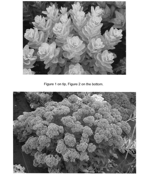 Figure 1 of US plant patent PP22842, the photograph of Pool Party printed in the patent.