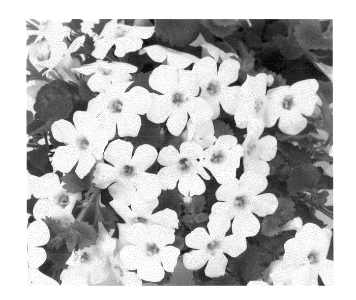 Figure 1 of US plant patent PP22843, the photograph of Duebahbla printed in the patent.