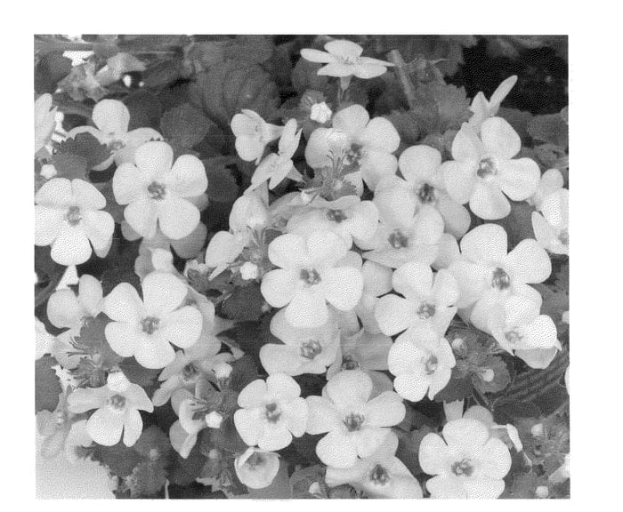 Figure 1 of US plant patent PP22844, the photograph of Duebahlabu printed in the patent.