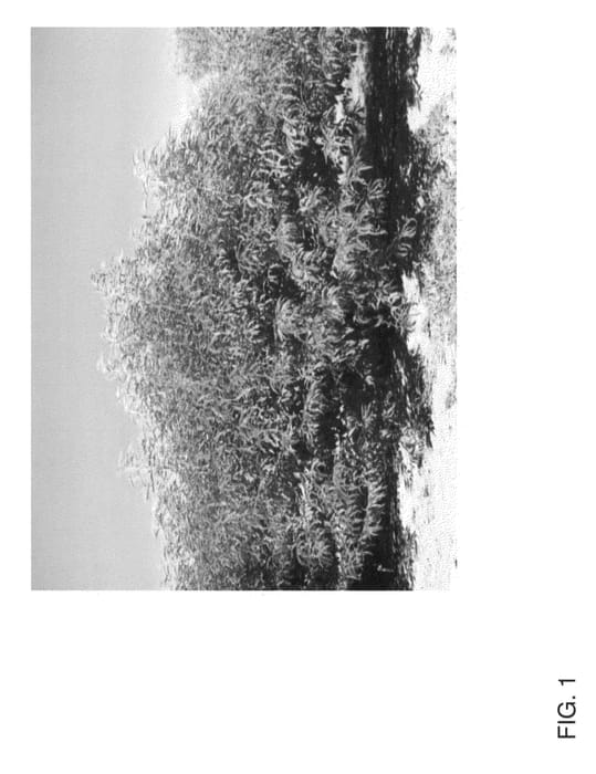 Figure 1 of US plant patent PP22845, the photograph of HBOK 32 printed in the patent.