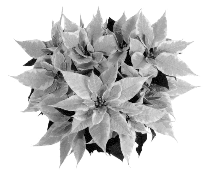 Figure 1 of US plant patent PP22847, the photograph of NPCW10184 printed in the patent.