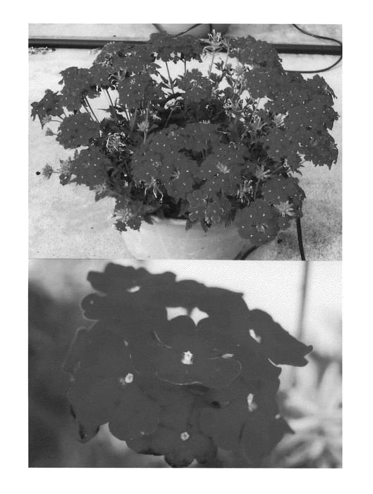 Figure 1 of US plant patent PP22848, the photograph of Sunmaricomu printed in the patent.