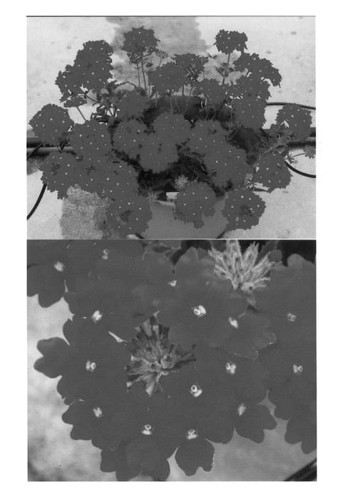 Figure 1 of US plant patent PP22849, the photograph of Sunmaricoaka printed in the patent.