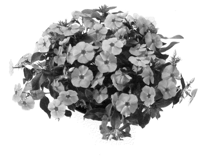 Figure 1 of US plant patent PP22850, the photograph of Duephopin printed in the patent.