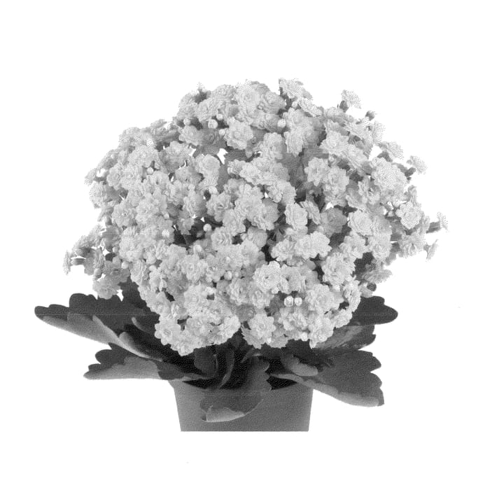 Figure 1 of US plant patent PP22852, the photograph of Ficalanjamaica printed in the patent.