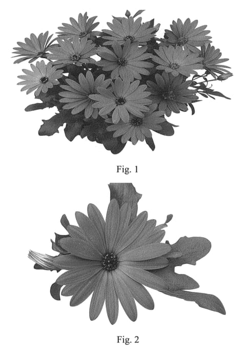 Figure 1 of US plant patent PP22853, the photograph of SAKOST8076 printed in the patent.