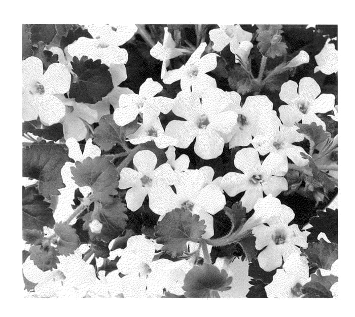Figure 1 of US plant patent PP22854, the photograph of Duebahwi printed in the patent.