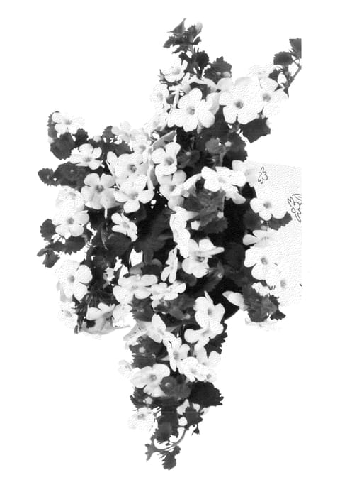 Figure 1 of US plant patent PP22855, the photograph of Duebahwini printed in the patent.