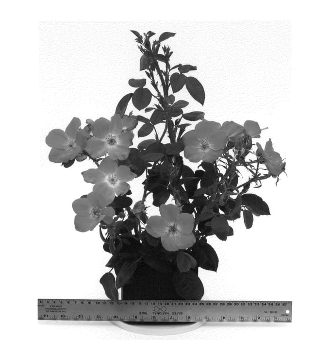 Figure 1 of US plant patent PP22856, the photograph of WEKphorn printed in the patent.