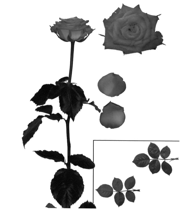 Figure 1 of US plant patent PP22857, the photograph of ESM Pacarina printed in the patent.