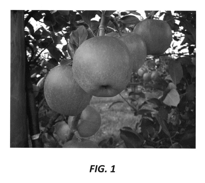 Figure 1 of US plant patent PP22858, the photograph of NC1 printed in the patent.