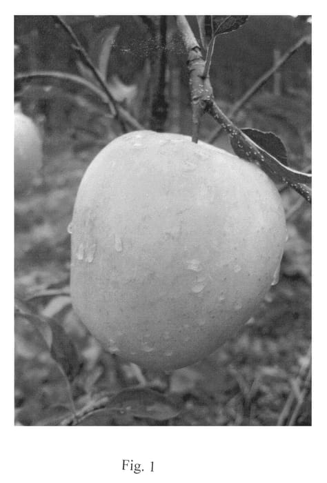 Figure 1 of US plant patent PP22859, the photograph of Golden Parsi printed in the patent.