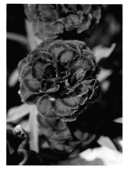 Figure 1 of US plant patent PP22860, the photograph of KLEDP10112 printed in the patent.