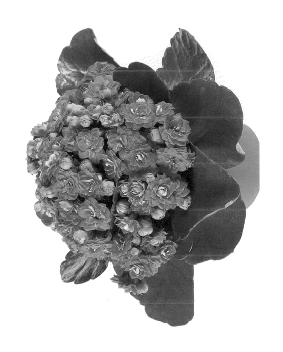 Figure 1 of US plant patent PP22861, the photograph of Ficalanfoster printed in the patent.