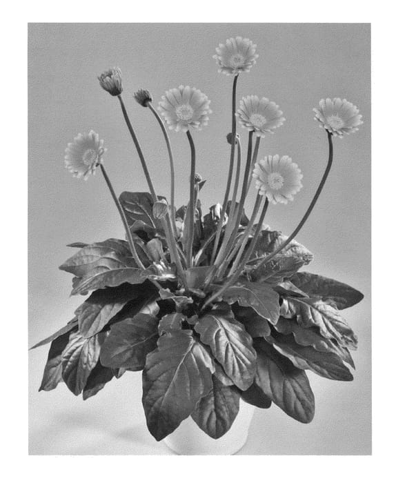 Figure 1 of US plant patent PP22862, the photograph of Garoran printed in the patent.
