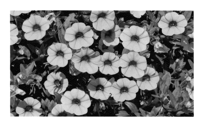 Figure 1 of US plant patent PP22864, the photograph of KLECA10219 printed in the patent.