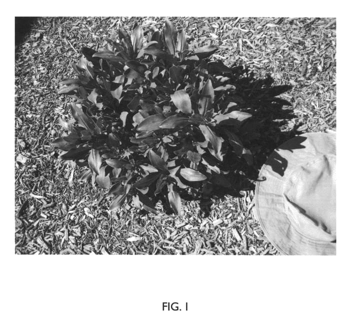 Figure 1 of US plant patent PP22865, the photograph of Red Headed Beauty printed in the patent.