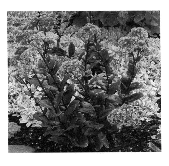 Figure 1 of US plant patent PP22866, the photograph of Chocolate Drop printed in the patent.