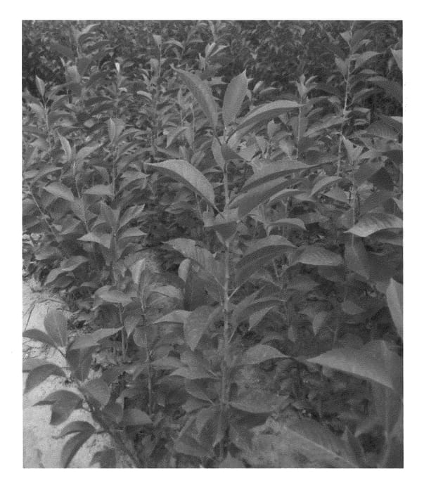 Figure 1 of US plant patent PP22867, the photograph of Weiroot 720 printed in the patent.