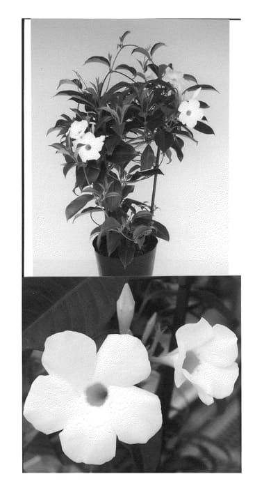 Figure 1 of US plant patent PP22868, the photograph of Sunparamiho printed in the patent.