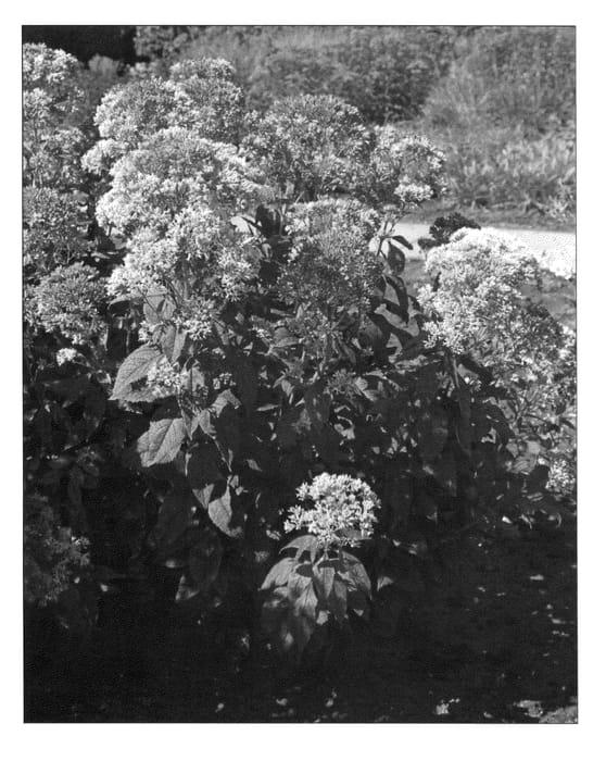 Figure 1 of US plant patent PP22869, the photograph of Snowball printed in the patent.