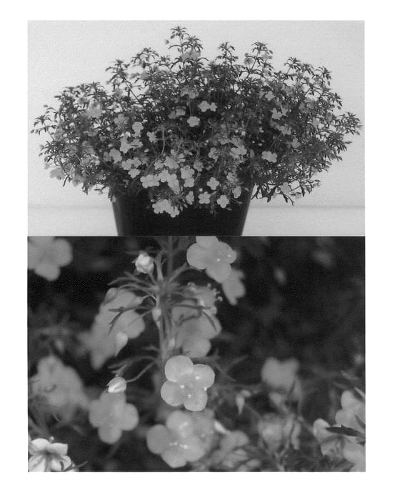 Figure 1 of US plant patent PP22870, the photograph of Suntutulaki printed in the patent.