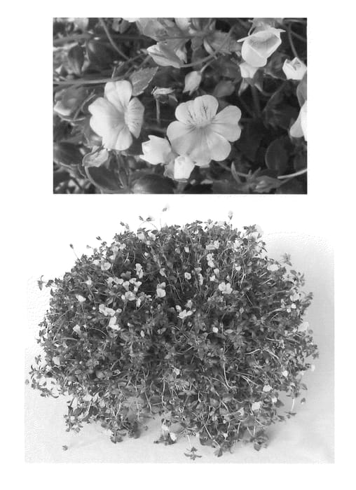 Figure 1 of US plant patent PP22871, the photograph of USMECA8205 printed in the patent.