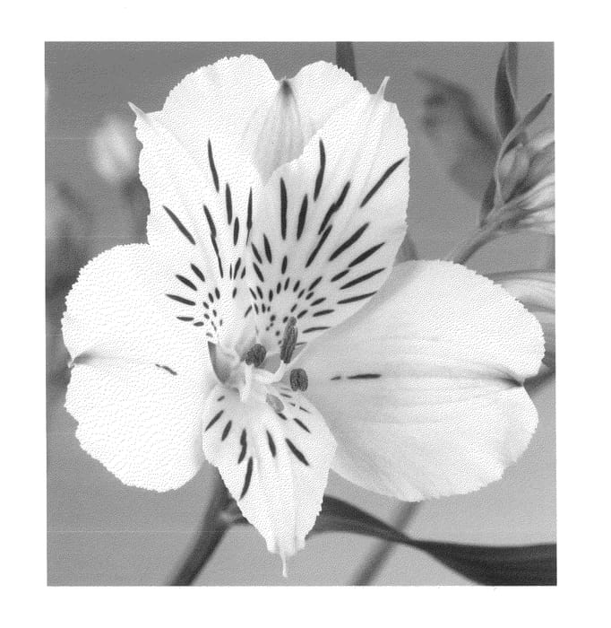 Figure 1 of US plant patent PP22872, the photograph of Zalsaney printed in the patent.
