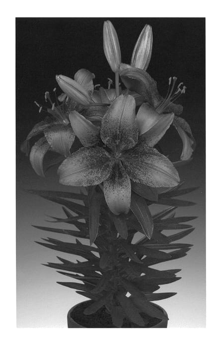 Figure 1 of US plant patent PP22873, the photograph of Tiny Spider printed in the patent.