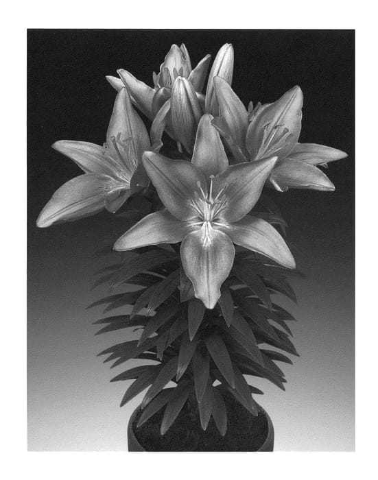 Figure 1 of US plant patent PP22874, the photograph of Tiny Pearl printed in the patent.