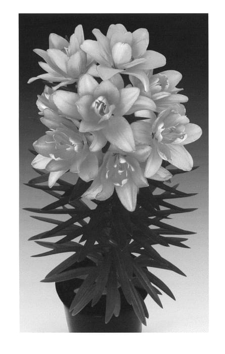 Figure 1 of US plant patent PP22875, the photograph of Tiny Double You printed in the patent.