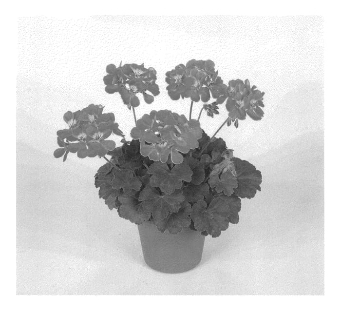 Figure 1 of US plant patent PP22876, the photograph of Pactiopi printed in the patent.