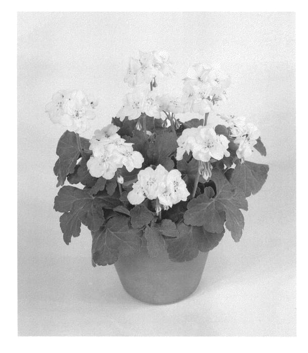 Figure 1 of US plant patent PP22877, the photograph of Pacyellim printed in the patent.