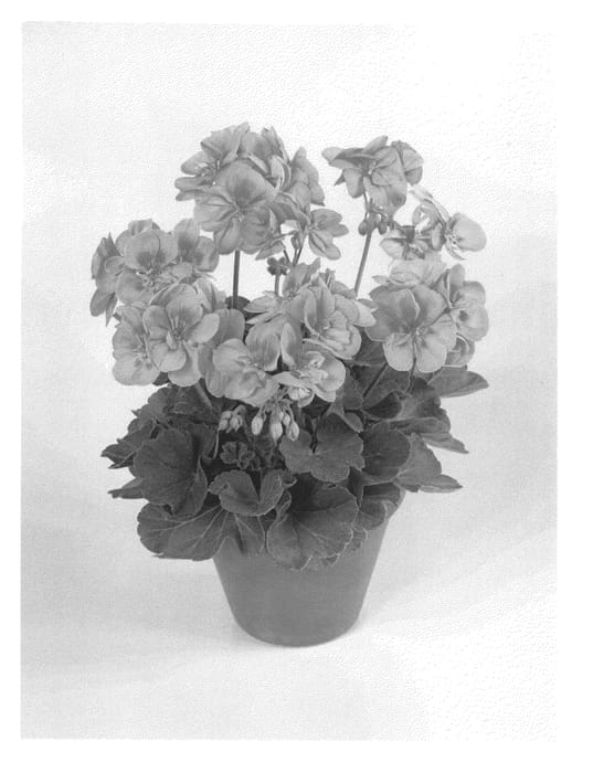 Figure 1 of US plant patent PP22878, the photograph of Pacpeki printed in the patent.