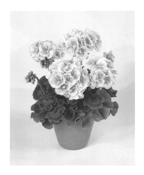 Figure 1 of US plant patent PP22879, the photograph of Pacsalque printed in the patent.