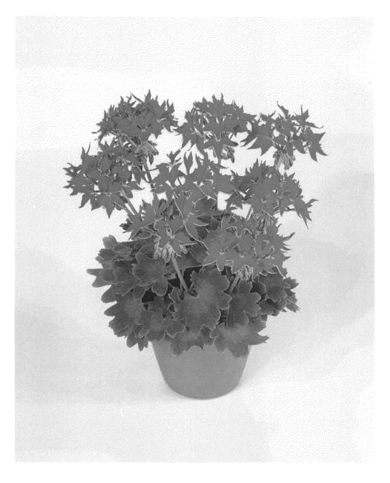 Figure 1 of US plant patent PP22880, the photograph of Fiwored printed in the patent.