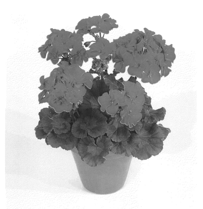 Figure 1 of US plant patent PP22881, the photograph of Pacabel printed in the patent.